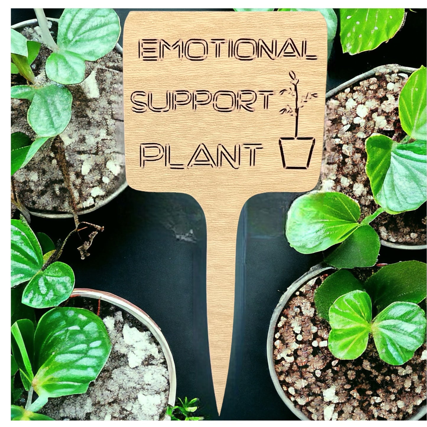 Plant Sticks