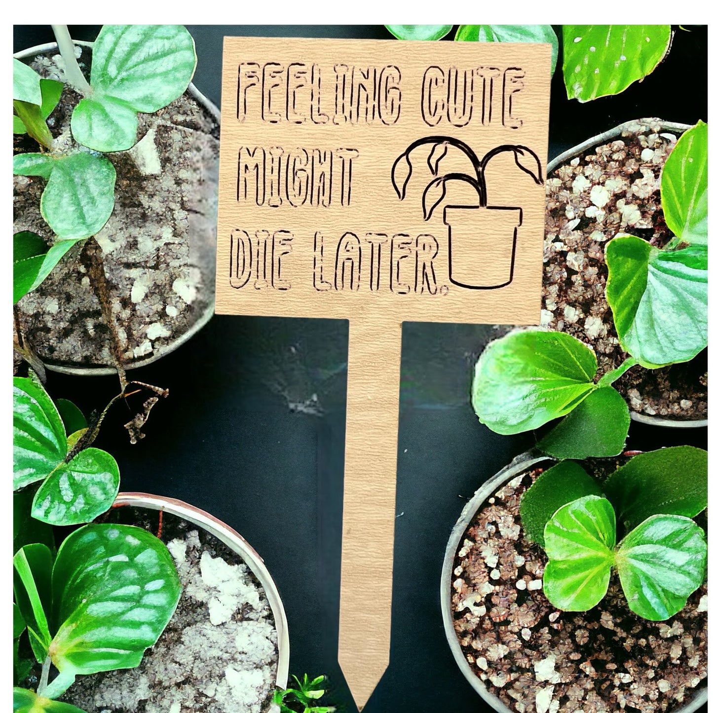 Plant Sticks