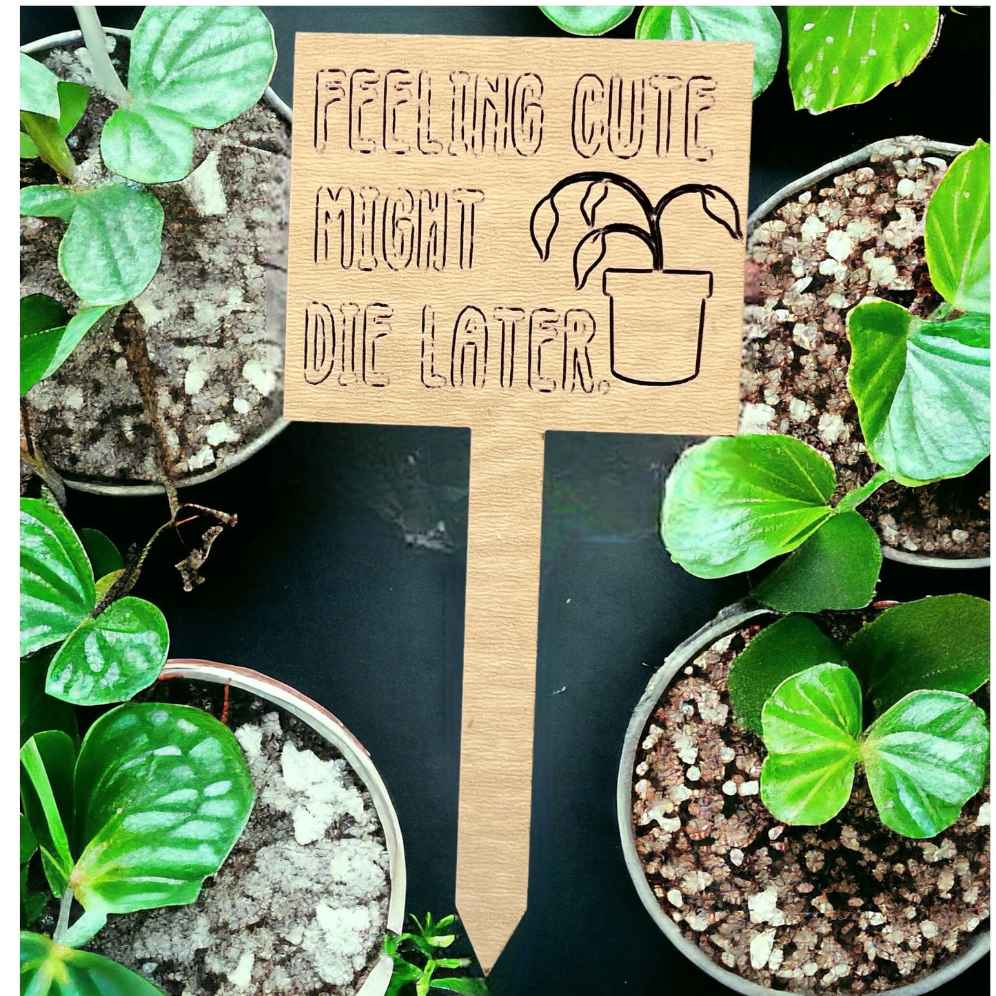 Plant Sticks