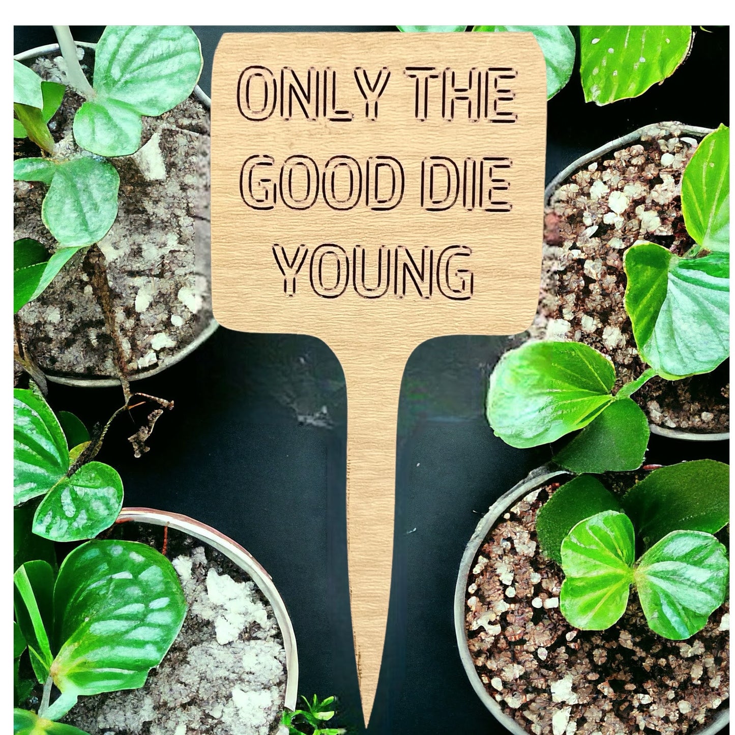 Plant Sticks