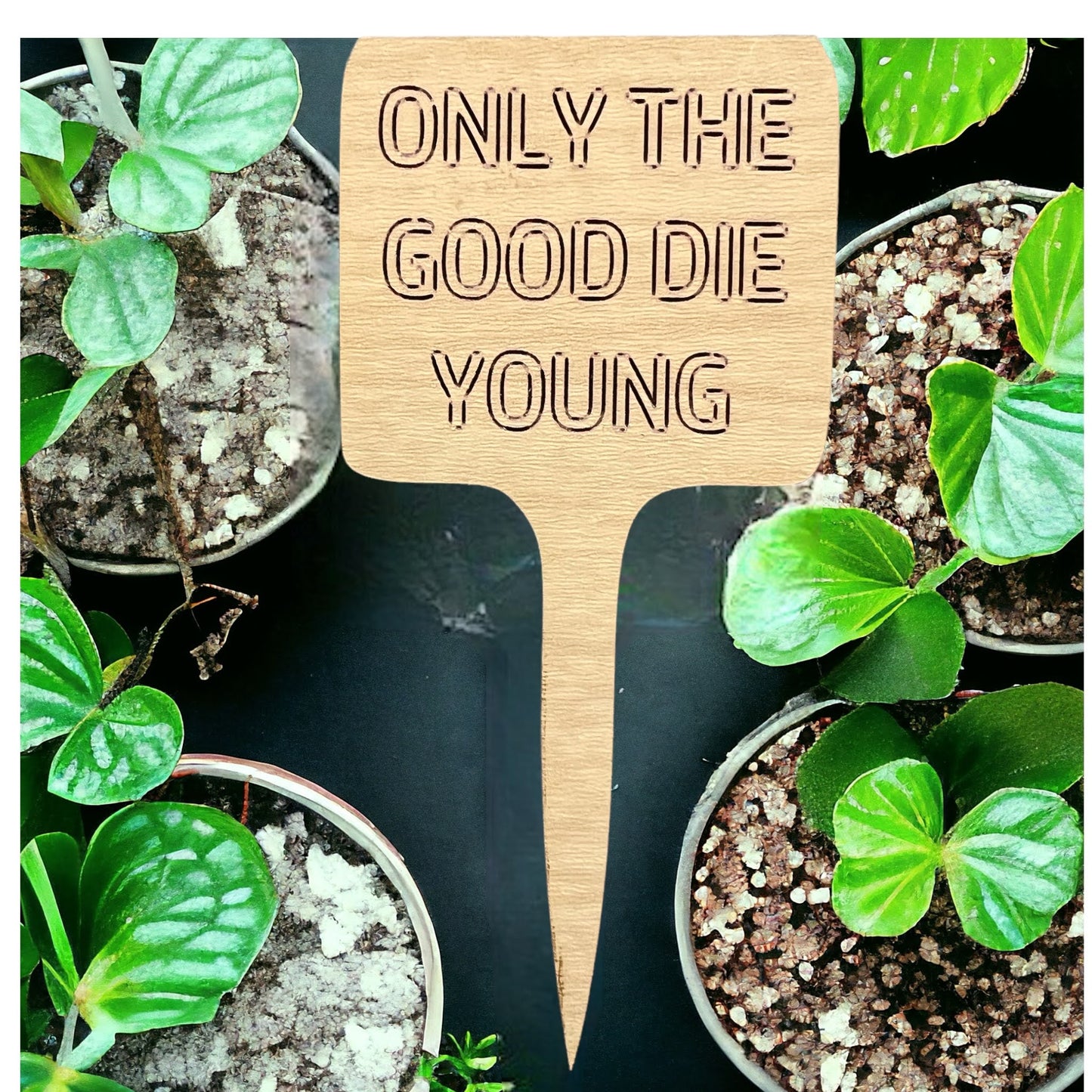 Plant Sticks